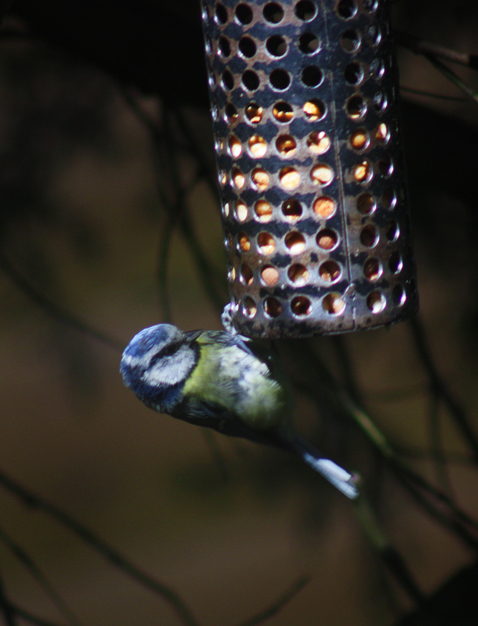 blue tit.jpg